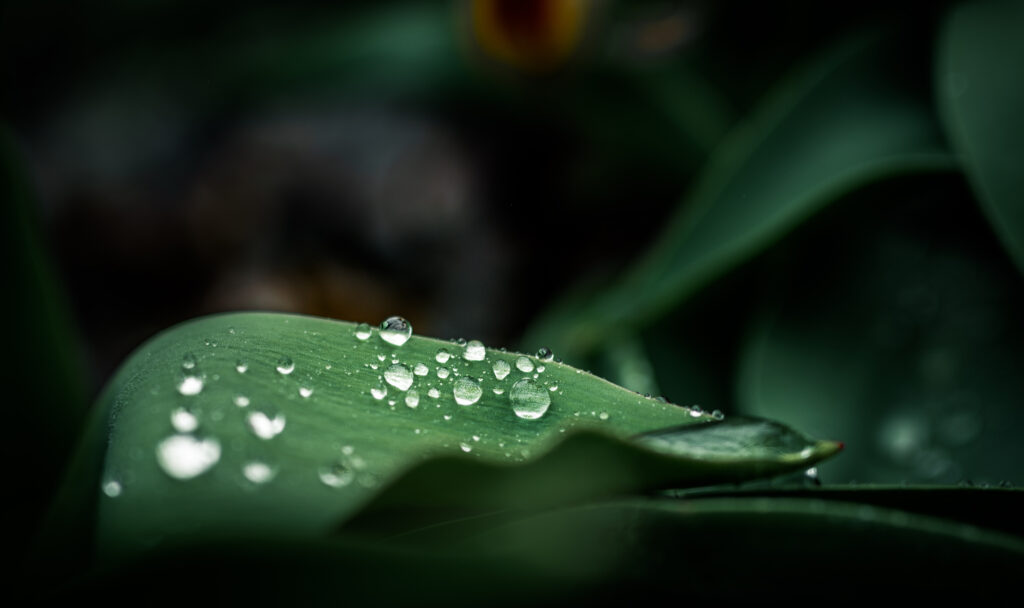 Leaf with small beads of water.